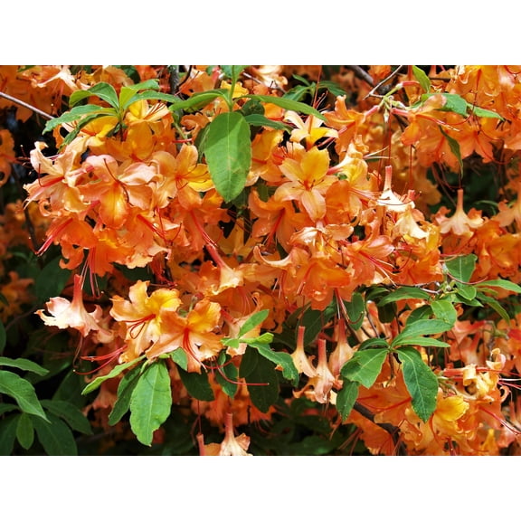 30 Orange FLAME AZALEA Rhododendron Calendulaceum Bush Shrub Flower Seeds