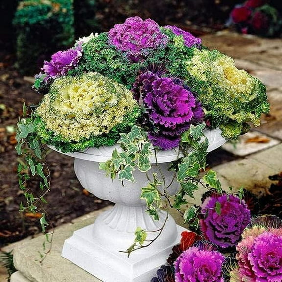 30 Ornamental Cabbage Seeds - Colorful and Exotic Decoration Plants