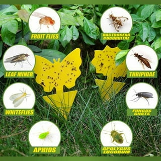 10pcs/Set Bee Catcher Wasp Traps Non-Toxic Yellow Bottle-Taobao