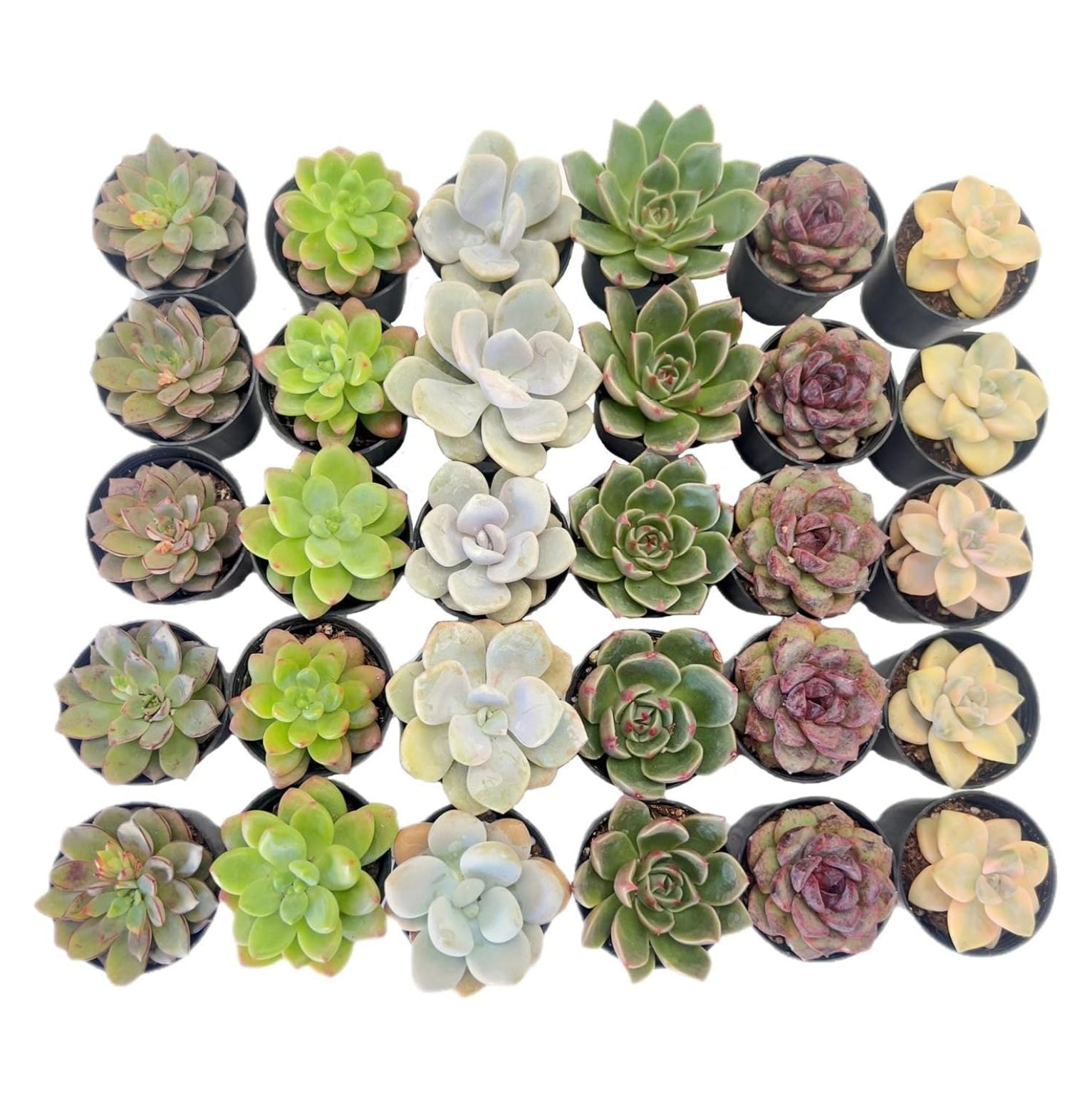 30 Pack Rosettes Succulents Plants Live, Mini Succulents in 2" Starter