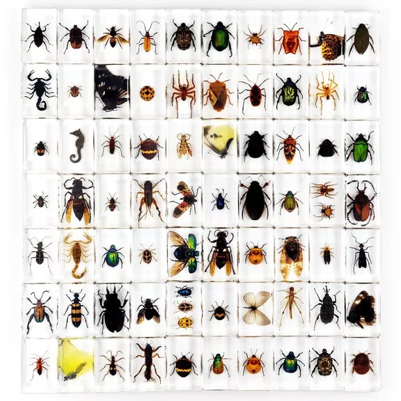 30 Pcs Insect Specimen Bugs in Resin Collection Paperweights Arachnid Resin Lot