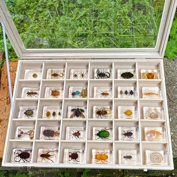 30 Pcs Insect Specimen in Display Case Collection Bugs in Resin for Educational