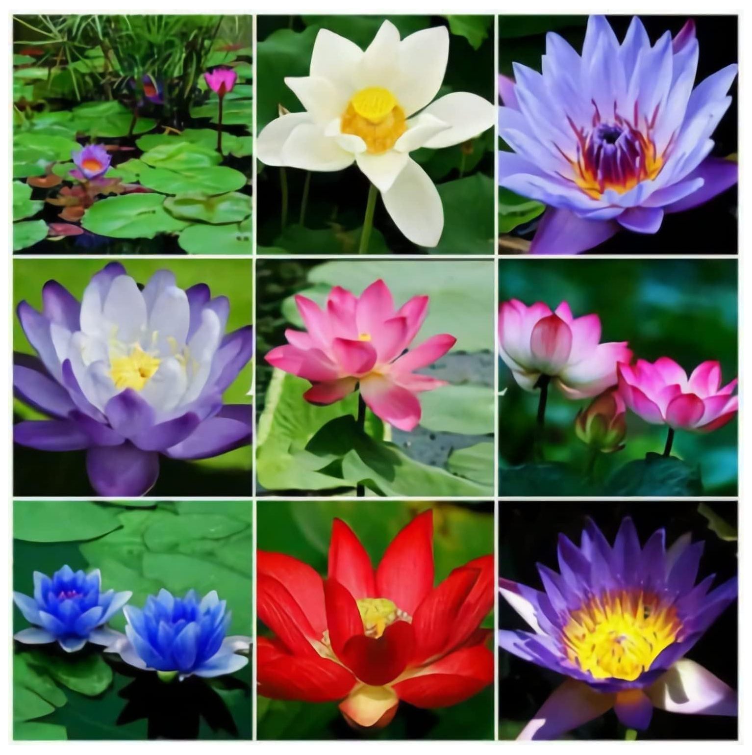 30 Pcs Mixed Bonsai Lotus Flower Seeds Mixed Color Water Lily Flower Plant Garden Seeds,for