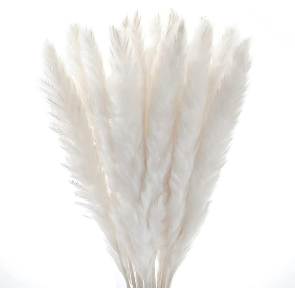 30 Pcs Natural Reed Grass, Beautiful Reed Flower With Fluffy Stems Reed For Wedding, Bouquet Arrangements & Home Decor