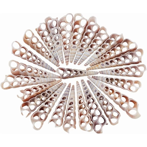 30 Pcs Natural Shell Beads Center Cut Shell Beads Terebra Turritella Aquarium Ornaments Summer Beach Small Seashells for Vase Fillers Jewelry Making DIY Crafting Camel Colorful