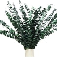 thumbnail image 1 of 30 Pcs Real Dried Eucalyptus Stems, 17" Natural Fresh Eucalyptus Branches for Shower, Greenery Leaves for Vase Filler, Fragrance, Fresh Silk Dry Live Plants Decor$$Home Decor, Kitchen, & Other, 1 of 7
