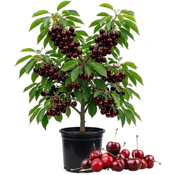 30 Pcs Sweet Cherry Tree Seeds - Non-GMO Heirloom Fruit Tree Seeds, Sweet & Juicy Fruits, Suitable for Indoor & Outdoor Planting, Ideal for Home Garden
