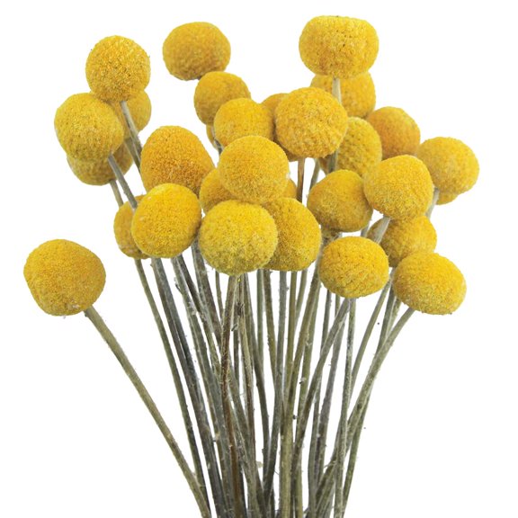 30 Pcs Yellow Dried Craspedia Billy Balls Flowers for Wedding Home Decor Bouquet Arrangements