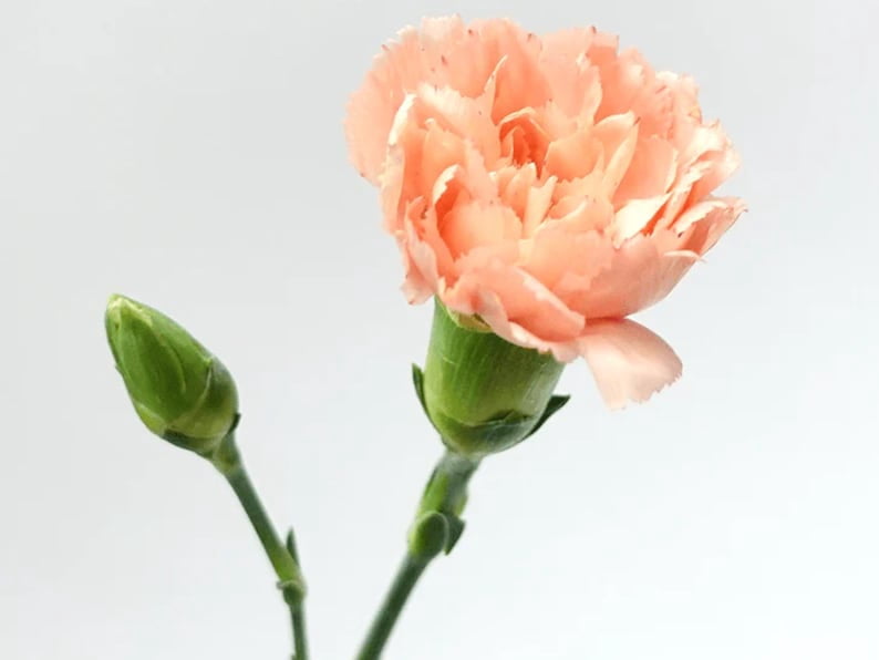 30 Peach Mini Carnations Seeds - Heirloom Dianthus for Garden Blooms