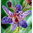 30+Perennial Tricyrtis Wonder Toad Lily Flower Seeds to Plant Outdoor