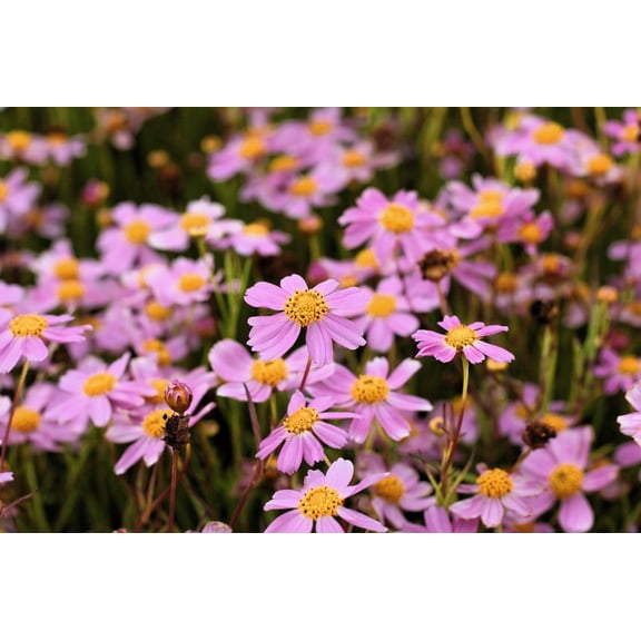 30 Pink AMERICAN DREAM COREOPSIS Rosea Dwarf Tickseed Flower Seeds