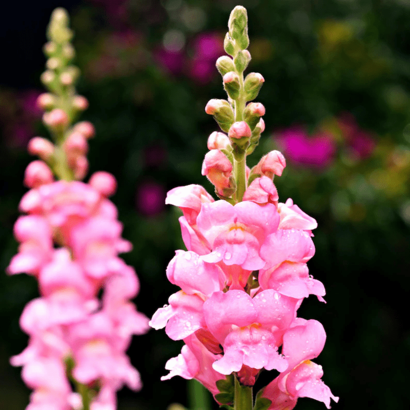 30 Pink Rocket Snapdragons Seeds, Cold Resistant