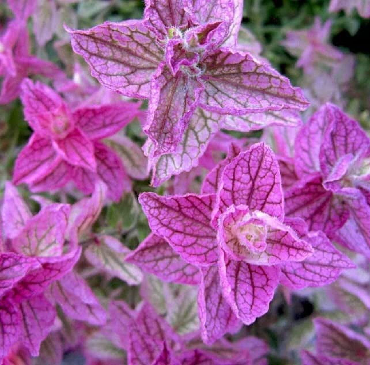 30 Pink Sundae Clary Sage Seeds Easy to Grow Herb