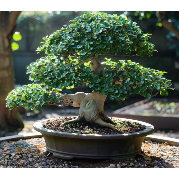 30 Privet Bonsai Tree Seeds for Planting - Ligustrum vulgare