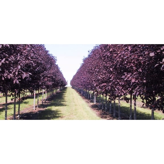 CZ Grain 30 Purple Chokecherry Tree Planting Seeds