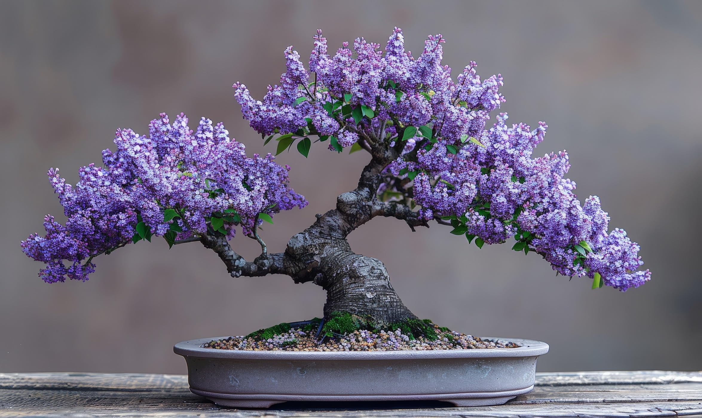 maxi bonsai Bonsai main image 0