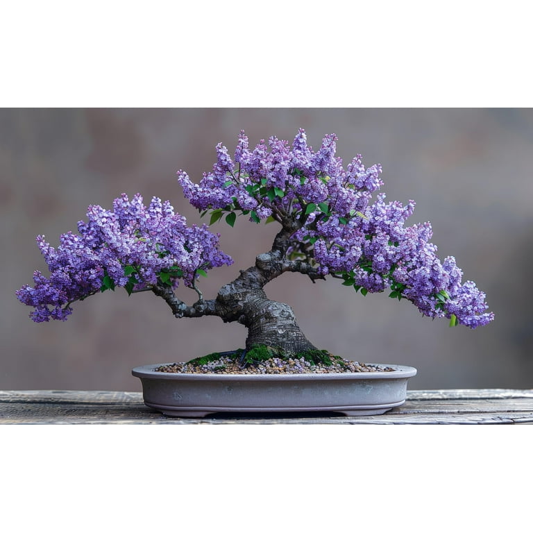 30 Purple Lilac Bonsai Tree Seeds for Planting