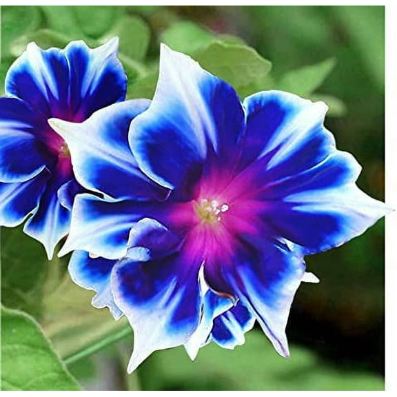 30+ Rare Blue and White Morning Glory Vine Seeds | Beautiful Climbing Vine, Blue Flowers