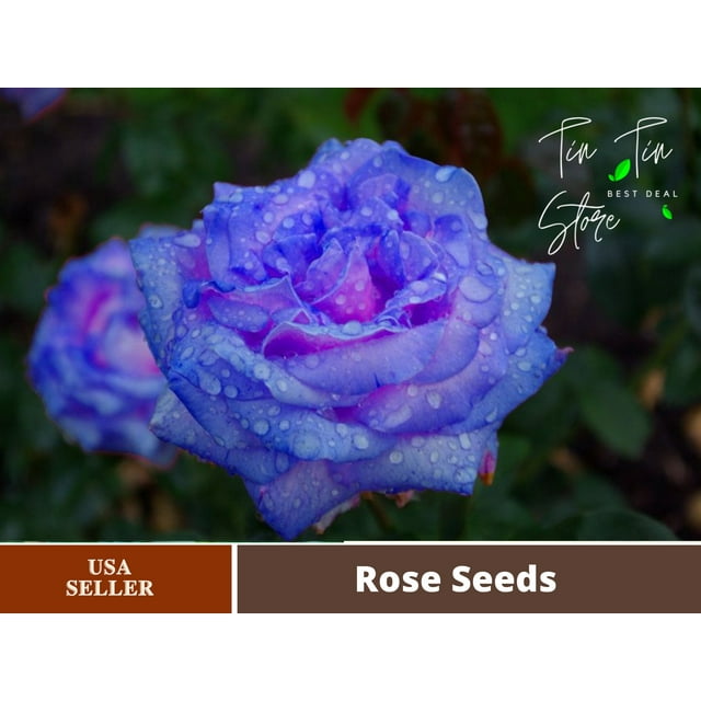 30 Rare SeedBlues Blue Rose Seeds Flower 1072Authentic SeedsFlowers
