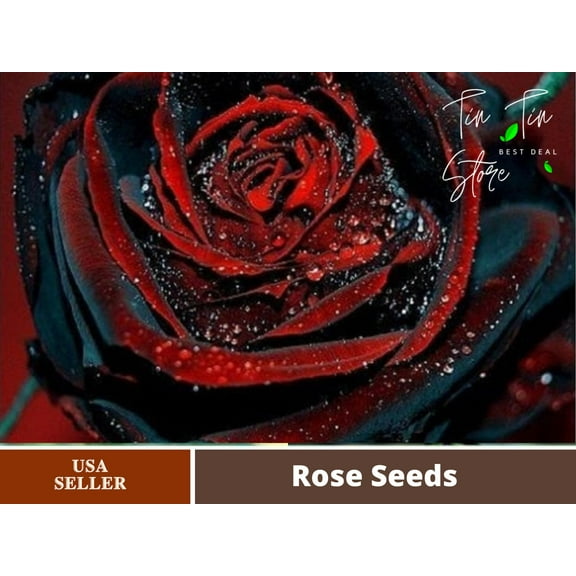 30 Rare Seed-True Rose Red Black #1078-Authentic Seeds-Flowers-Seeds-Rose seeds-Herb seeds-Vegetable Seeds-Mix Seeds for Plant- B3G1