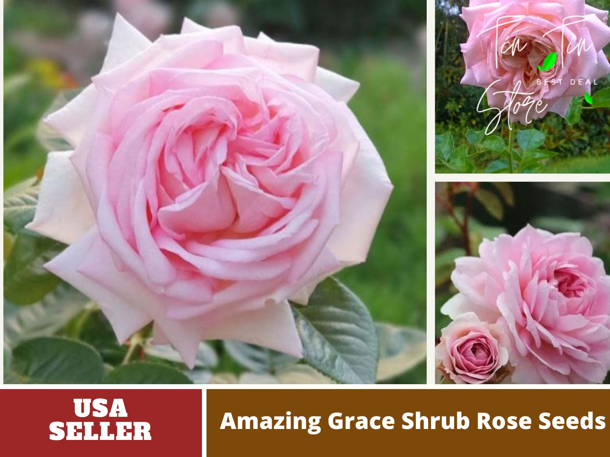 30 Rare SeedsAmazing Grace Shrub Rose Seeds1036Authentic Seeds