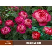 30 Rare Seeds| Benjamin Britten Rose Bush Flower Seeds - Pink English Rose Seeds #1113 |BUY 4 GET 1 FREE|