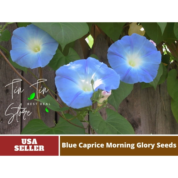30+ Rare Seeds-Blue Caprice Morning Glory Seeds #F007-Authentic Seeds-Flowers-Rose seeds-Herb seeds-Vegetable Seeds-Mix Seeds for Plant-B3G1
