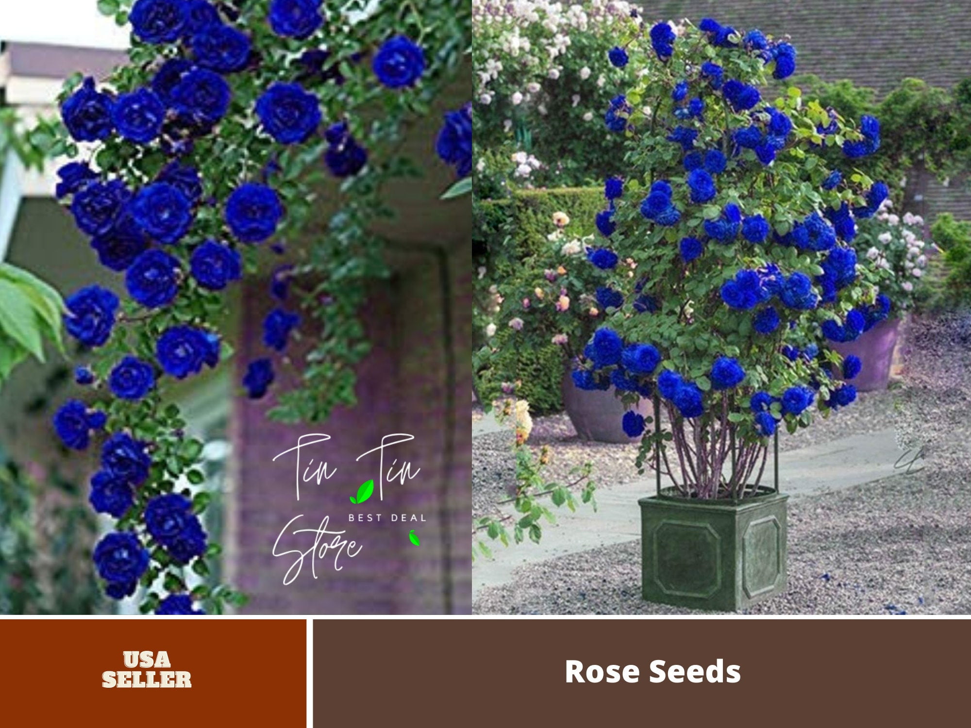 30 Rare Blue Climbing Rose Bush Seeds, Authentic Mix Seeds for Planting