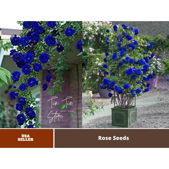 30 Rare Seeds-Blue Climbing Rose Bush Flower Seeds #1112-Authentic Seed-Flowers-Rose seed-Herb seed-Vegetable Seeds-Mix Seeds for Plant-B3G1