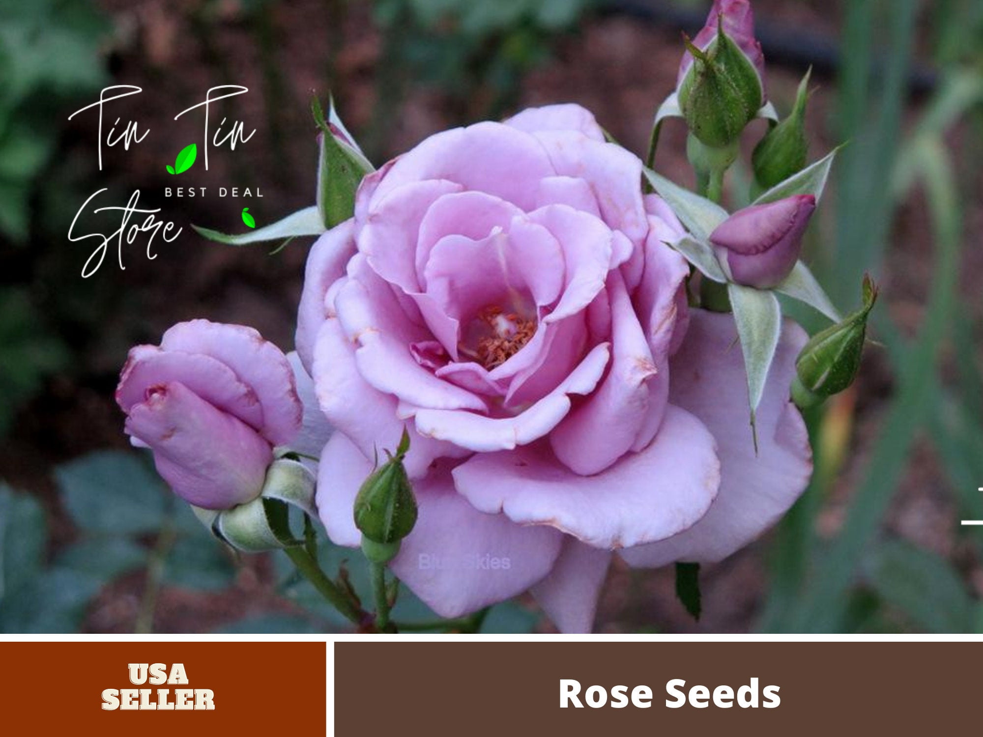Rare Rose Firebird Seeds 20pcs, Non-gmo Heirloom Variety, Gardening Rare Rose Firebird Seeds 20pcs, Non-gmo Heirloom Variety, Gardening