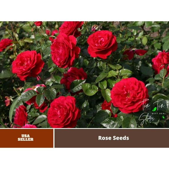30 Rare Seeds-Bordaux Rose Seeds-#1131-Flower Seeds-Authentic Seeds- GMO Free- Herb Seeds- Rose-Garden-Mix Seed for Plant- B3G1