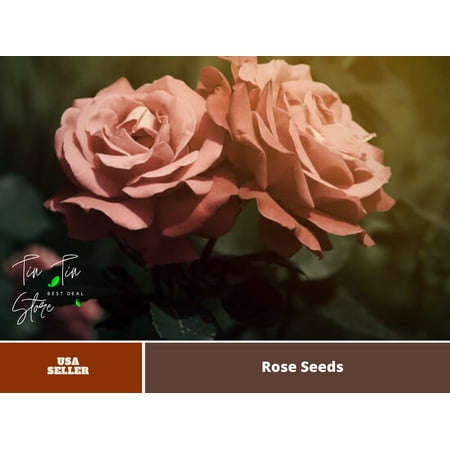 30 Rare Seeds| Brown Rose Seeds #1130 |BUY 4 GET 1 FREE|