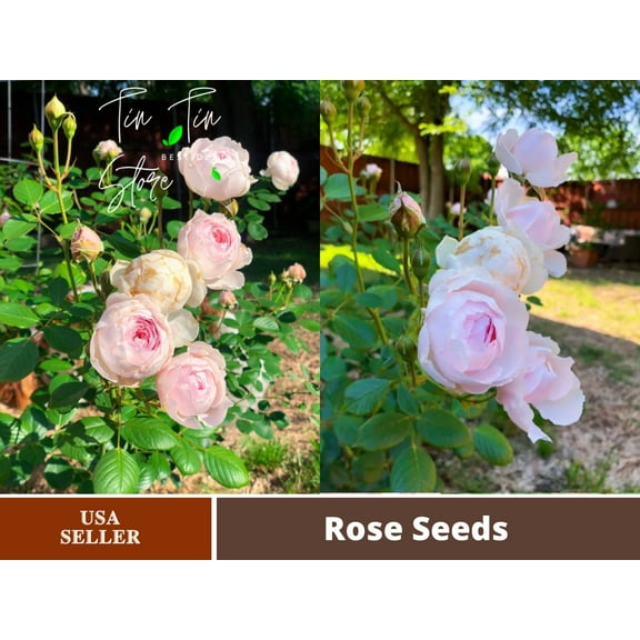 30 Rare Seeds| Earth Angel Rose Bush Flower Seeds#1059 |BUY 4 GET 1 FREE|