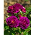 thumbnail image 1 of 30 Rare Seeds| Ebb Tide Floribunda Rose Seeds-Authentic Seed-Flowers-Rose seed-Herb seed-Vegetable Seeds-Seeds for Plant-B4G1#1041, 1 of 5