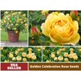 thumbnail image 1 of 30 Rare Seeds| Golden Celebration David Austin Rose Seeds #1014 |BUY 4 GET 1 FREE|, 1 of 4