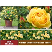 30 Rare Seeds| Golden Celebration David Austin Rose Seeds #1014 |BUY 4 GET 1 FREE|