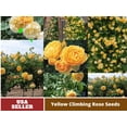 thumbnail image 1 of 30 Rare Seeds| Graham Thomas English Climbing Rose Seeds#1024 |BUY 4 GET 1 FREE|, 1 of 5