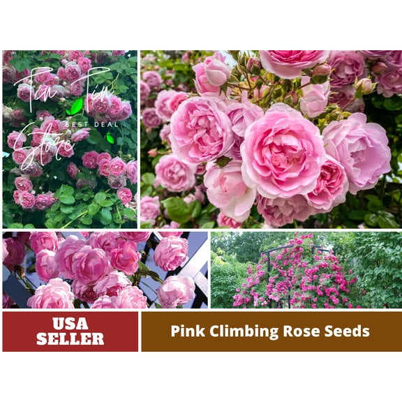 30 Rare Seeds| Jasmina Climbing Roses Seeds#1019 |BUY 4 GET 1 FREE|