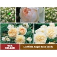 thumbnail image 1 of 30 Rare Seeds| Lichfield Angel David Austin Rose Seeds#1022 |BUY 4 GET 1 FREE|, 1 of 4