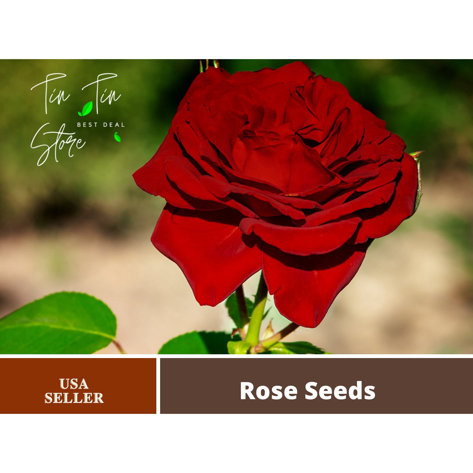 Pemdasgarden Mr. Lincoln Hybrid Tea Rose