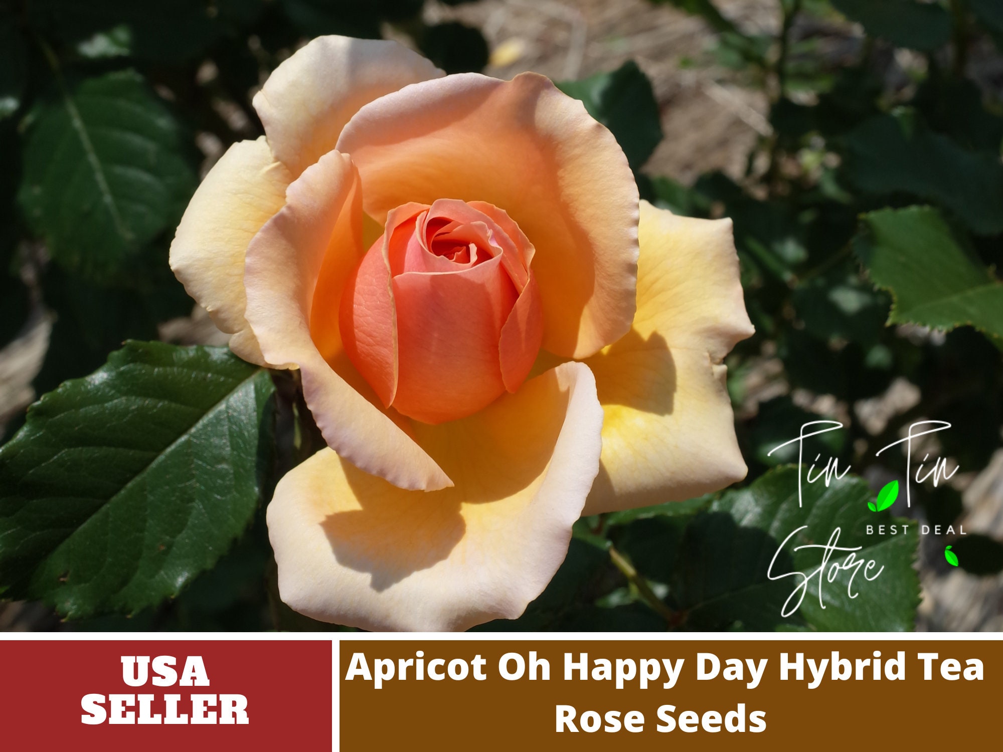 30 Rare Seeds| Oh Happy Day Shrub Rose Seeds-Authentic Seed