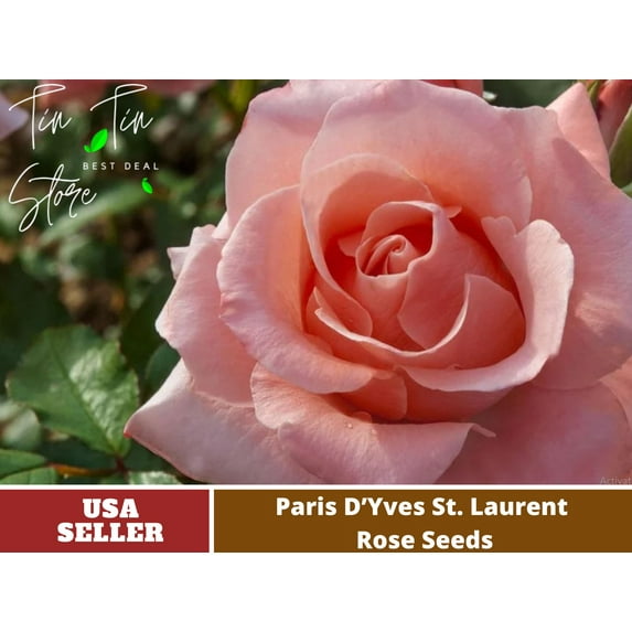 30 Rare Seeds| Paris de Yves St. Laurent Rose Seeds#1044| | Seeds, Herbal Seeds, Flower Seeds, No GMO , Mixed Seed, Chinese Seeds