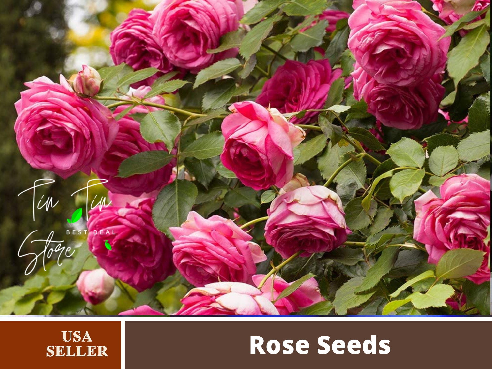 30 Rare Seeds| Pretty in Pink Climbing Rose Bush Flower Seeds#1115 |BUY 4  GET 1 FREE| - Walmart.com
