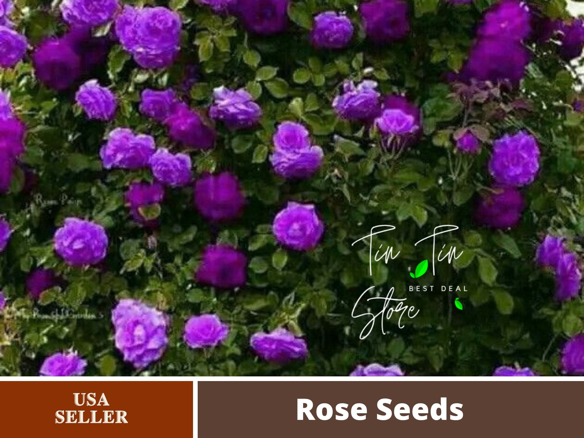 30 Rare SeedsPurple Climbing Rose Seed1075Authentic SeedsFlowers