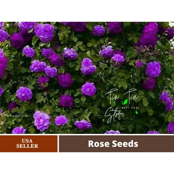 30 Rare Seeds-Purple Climbing Rose Seed-#1075-Authentic Seeds-Flowers-Seeds-Rose seeds-Herb seeds-Vegetable Seeds-Mix Seeds for Plant- B3G1