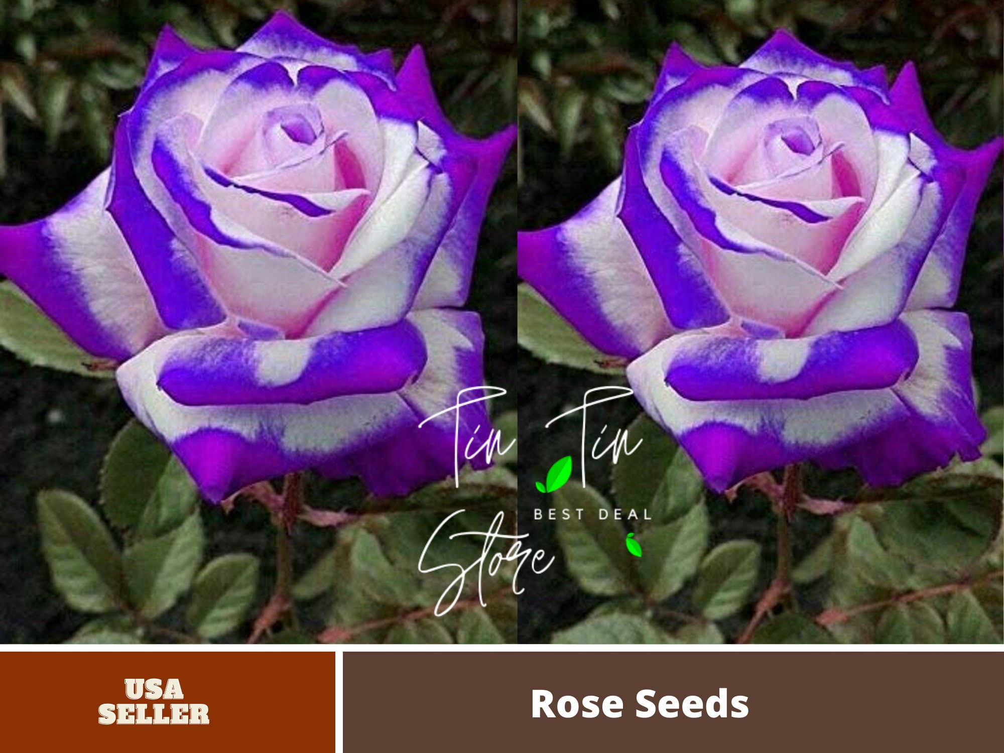 30 Rare SeedsPurple Haze Rose Seed Flower 1070Authentic Seeds