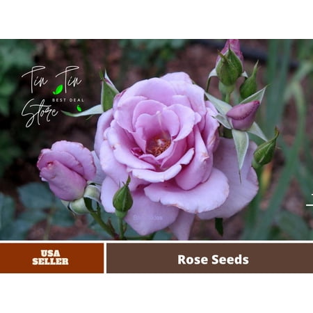 30 Rare Seeds| Rose 'Blue Sky' Lilac-Blue Fragrant Rose |BUY 4 GET 1 FREE| #1139
