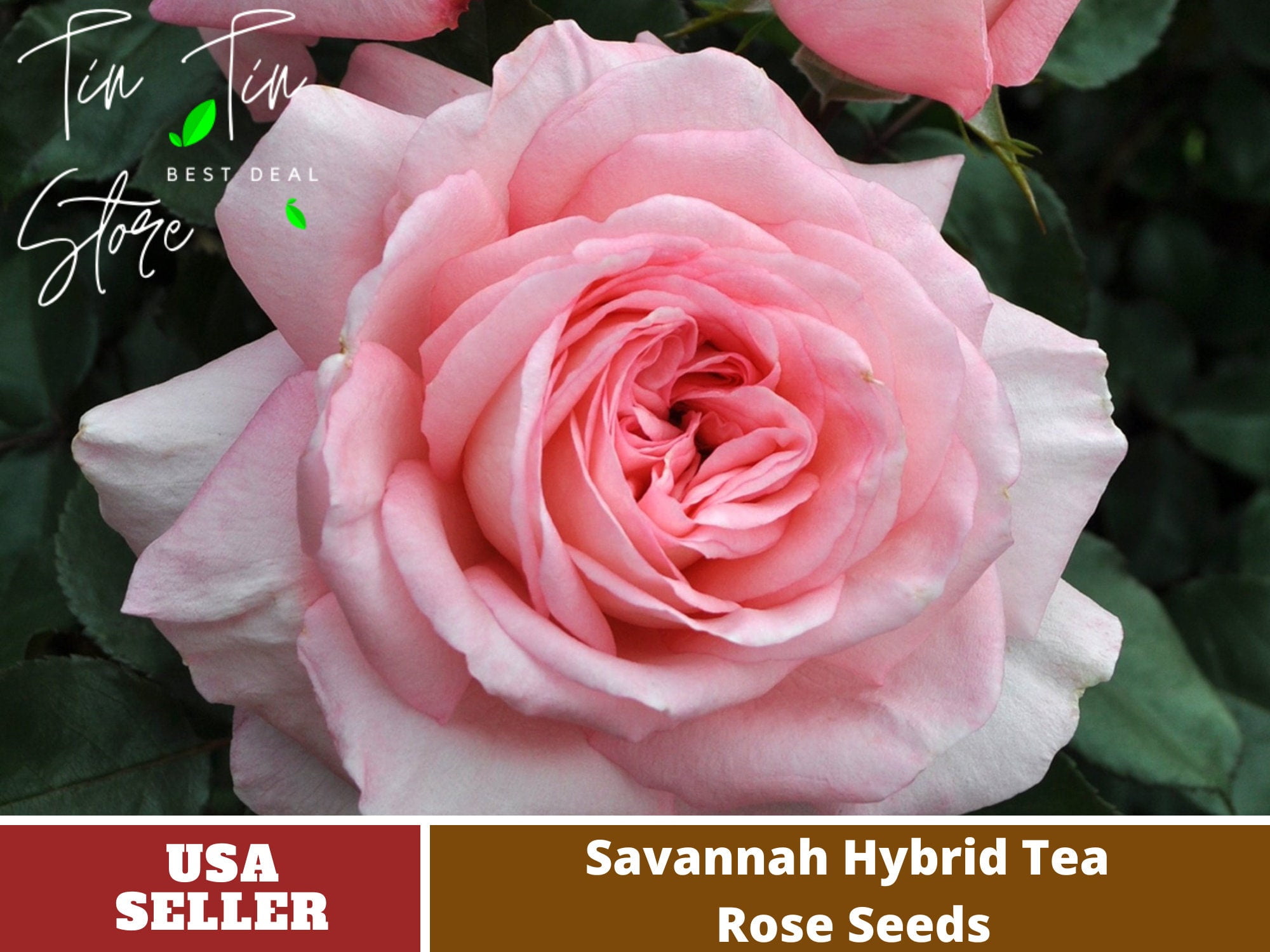 30 Rare Seeds| Savannah Hybrid Tea Rose Seeds#1038 | Seeds, Herbal Seeds,  Flower Seeds, No GMO , Mixed Seed, Chinese Seeds