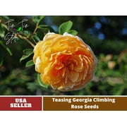 30 Rare Seeds| Teasing Georgia Climbing Rose Seeds #1016 |BUY 4 GET 1 FREE|