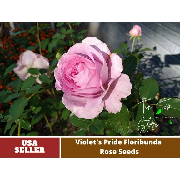 30 Rare Seeds| Violet's Pride Floribunda Flower Rose Seeds -Authentic -Flowers-Rose -Herb seed-Vegetable Seeds-Seeds for Plant-B4G1#1021